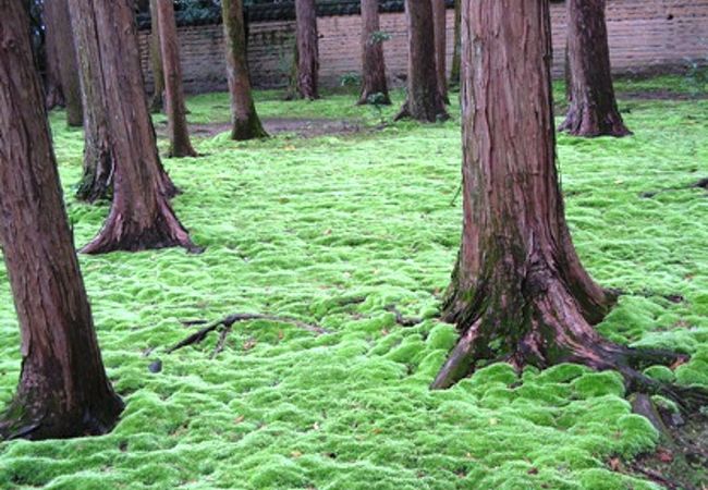 鑑真和上御廟に向かう道はちょっと異空間
