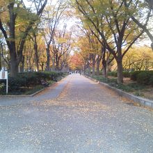 公園内の広い通り