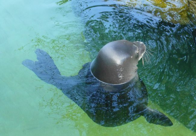 ワイキキ水族館