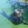 ワイキキ水族館
