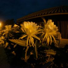 夜中の数時間にだけ咲くドラゴンフルーツ
