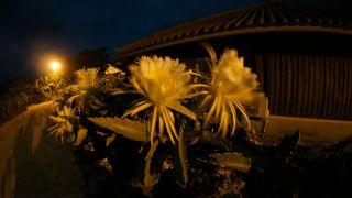 どこを撮っても絵になる島