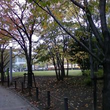 緑がいっぱいです。