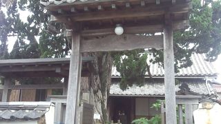 小さな寺院　大きなイブキの木が目印