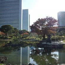 ほどよい広さの日本庭園