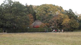 あの柿は、甘柿ですか！