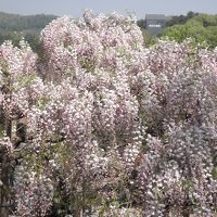 ホテルから車で行ける足利フラワーパーク