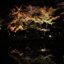 池に反射するライトアップされた紅葉