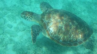 海がめに会えます！