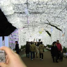 光のトンネルが何とか写せました