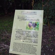 クロユリの説明板