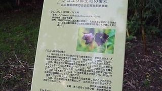 ホラーじゃない黒百合の群生地、花木園