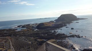 フェアリーペンギンにあえます