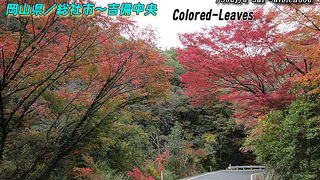 ちょと、早いかな？・・でも、キレイ