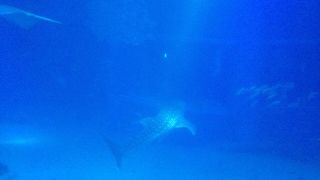 ジンベイザメが見れました