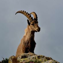 アインベックス