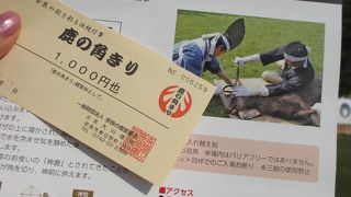 年に一度の鹿の角きりの行事を見られました。