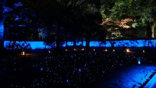 青い光が照らす竹林、寺社は幻想的！