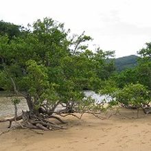 マングローブ