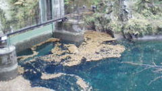 透き通るユーシンブルー