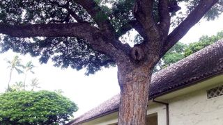 ホノルル美術館はあまり期待せずに来ましたが、素晴らしい所