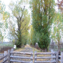 北大ポプラ並木 