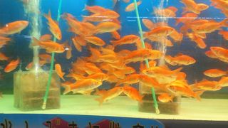 かわいいペットが大集結