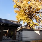 箕面でいちょうの大木のあるお寺