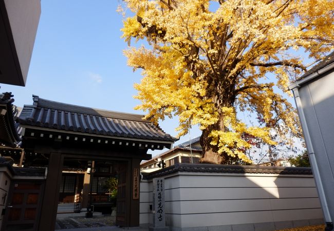 箕面でいちょうの大木のあるお寺