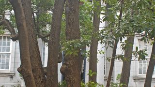 ペリー横浜上陸の絵に描かれた木