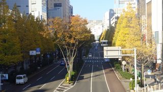 円錐形の銀杏並木