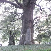 細川藩の屋敷跡の公園：樹齢700年ものの大楠が見守っている・・