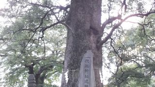 細川藩の屋敷跡の公園：樹齢700年ものの大楠が見守っている・・