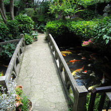 鯉がたくさんいます。