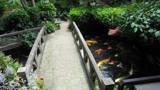 たくさんの鯉が泳ぐお米屋さん。