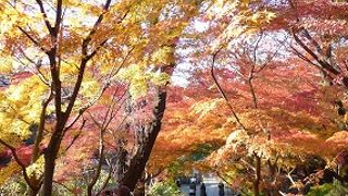石階段の紅葉がもっとも綺麗