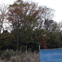 裏の畑から撮りました