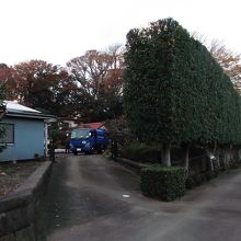 垣根素敵でした：後ろ方面がケヤキ