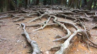 牛若丸が跳躍の練習をしたという言い伝えがあるとか