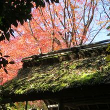苔むした茅葺き屋根にもみじが映えて。