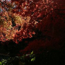 紅葉が綺麗でした。