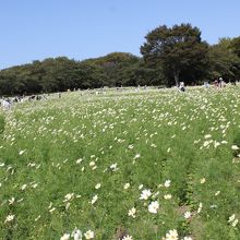 昭和記念公園内のコスモス。本当は花火が上がるはずが…。