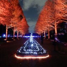 ポスター写真にもなっていた並木道のライトアップ