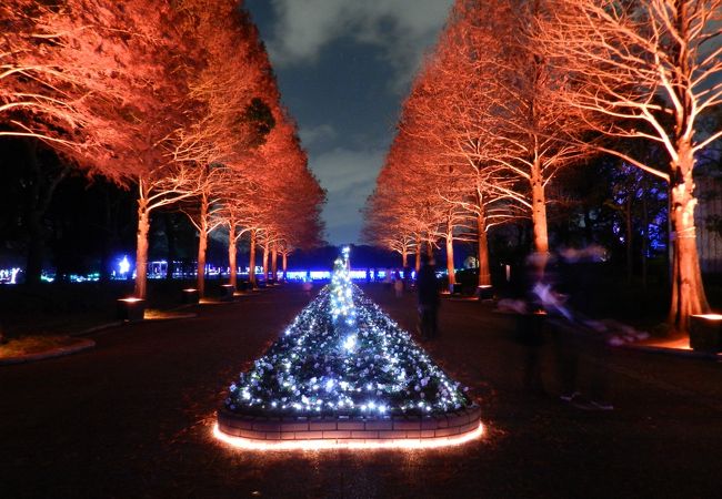 長居植物園 ガーデンイルミネーション クチコミ アクセス 営業時間 住吉 平野 フォートラベル