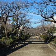 鶴岡八幡宮の参道の一段高い桜の並木道