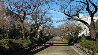 鶴岡八幡宮の参道の一段高い桜の並木道