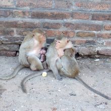 かわいいサルたち