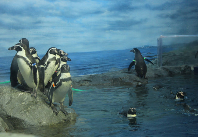 新江ノ島水族館