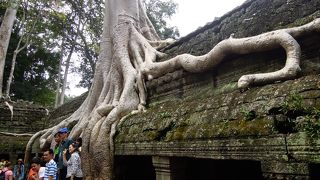 実物は迫力あり！