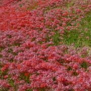 矢勝川の彼岸花